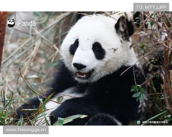 熊猫体育下载官网提供最新版本游戏下载与安装指南，助你轻松畅享体育赛事直播体验